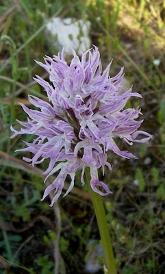 Orchis italica,
Naked Man Orchid,
Orchide italiana,
Uomo nudo