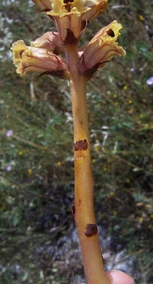 Orobanche alba,
Succiamele del Serpillo,
Thyme Broomrape