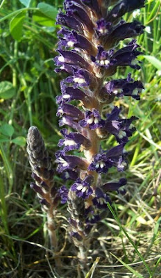 Orobanche lavandulacea,
erva-toura,
Lavender Broomrape,
Succiamele della Psoralea