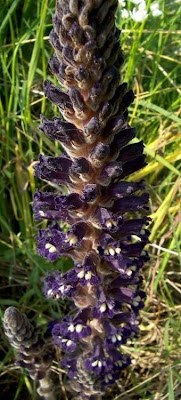 Orobanche lavandulacea,
erva-toura,
Lavender Broomrape,
Succiamele della Psoralea