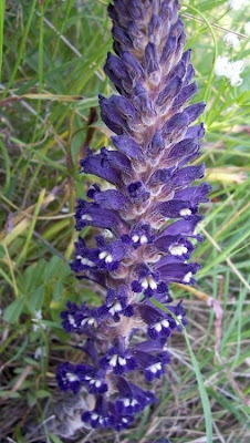 Orobanche lavandulacea,
erva-toura,
Lavender Broomrape,
Succiamele della Psoralea