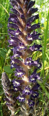 Orobanche lavandulacea,
erva-toura,
Lavender Broomrape,
Succiamele della Psoralea