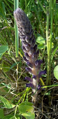 Orobanche lavandulacea,
erva-toura,
Lavender Broomrape,
Succiamele della Psoralea