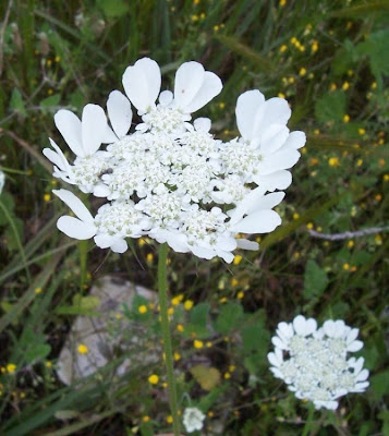 Tordylium officinale,
Ombrellini minori,
Seseli