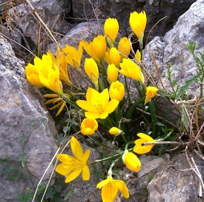 Sternbergia lutea,
lily-of-the-field,
winter daffodil,
winter-daffodil,
Yellow Star Flower,
Zafferanastro giallo