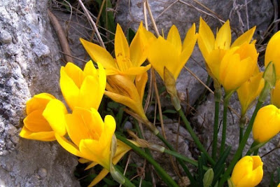 Sternbergia lutea,
lily-of-the-field,
winter daffodil,
winter-daffodil,
Yellow Star Flower,
Zafferanastro giallo