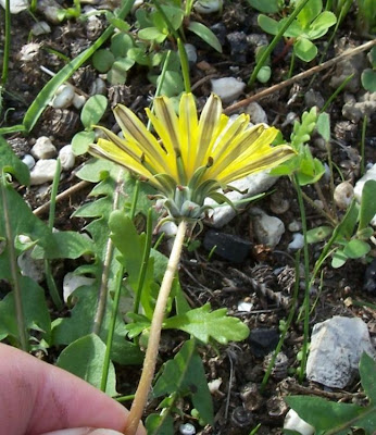 Taraxacum megalorrhizon,
Tarassaco a radice grossa