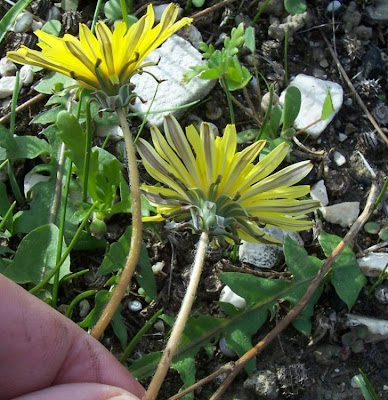 Taraxacum megalorrhizon,
Tarassaco a radice grossa