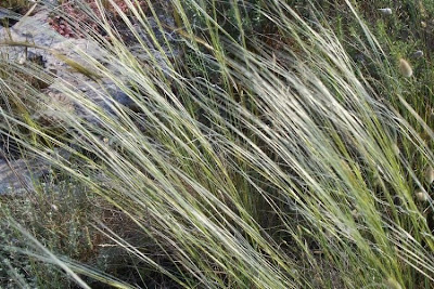 Stipa austroitalica,
Lino delle fate piumoso,
Pennacchini,
Piumette,
Piumini