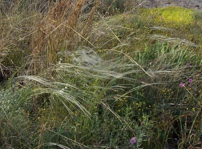 Stipa austroitalica,
Lino delle fate piumoso,
Pennacchini,
Piumette,
Piumini