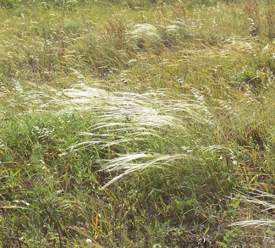 Stipa austroitalica,
Lino delle fate piumoso,
Pennacchini,
Piumette,
Piumini