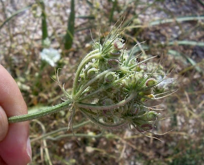 Tordylium officinale,
Ombrellini minori,
Seseli