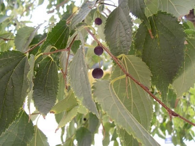 Celtis australis,
Bagolaro comune,
European hackberry,
European nettletree,
honey-berry,
lotetree,
Mediterranean hackberry,
netelboom,
nettletree,
Southern Nettle Tree