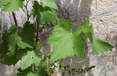 Vitis vinifera,
common grapevine,
echter Weinstock,
European grape,
grape,
grapevine,
Rebe,
Roseinekaerne,
uva,
videira,
Vite comune,
wild grape,
wine grape