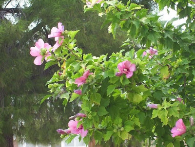 Hibiscus syriacus,
althea,
altéia-arbustiva,
Dialtea,
echter Roseneibisch,
hachisu,
hibisco-colunar,
hibisco-da-Síria,
hibiscus de Syrie,
Ibisco cinese,
mukuge,
Rosa angelica,
rosa-de-sharão,
rose of Sharon,
rose-of-Sharon