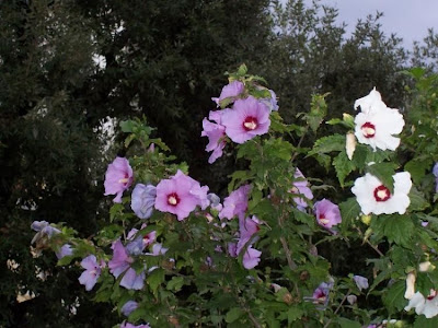 Hibiscus syriacus,
althea,
altéia-arbustiva,
Dialtea,
echter Roseneibisch,
hachisu,
hibisco-colunar,
hibisco-da-Síria,
hibiscus de Syrie,
Ibisco cinese,
mukuge,
Rosa angelica,
rosa-de-sharão,
rose of Sharon,
rose-of-Sharon