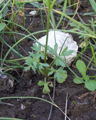 Ranunculus flabellatus,
Ranuncolo paludoso
