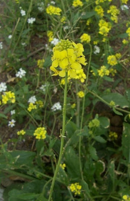 Rapistrum rugosum,
aneixa,
annual bastardcabbage,
Bastard Cabbage,
common giant mustard,
jaramago,
Miagro peloso,
rapistre rugueux,
Runzliger Rapsdotter,
turnipweed,
wild rape