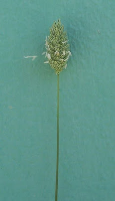 Phalaris brachystachys,
alpista-brava,
alpiste,
Confused Canary Grass,
phalaris à épi court,
Scagliola cangiante,
shortspike canarygrass