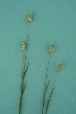 Phalaris brachystachys,
alpista-brava,
alpiste,
Confused Canary Grass,
phalaris à épi court,
Scagliola cangiante,
shortspike canarygrass