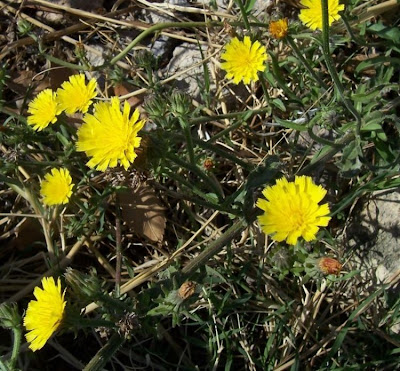 Picris hieracioides,
Aspraggine comune,
Aspraggine spinosetta,
Gemeines Bitterkraut,
hawkweed oxtongue,
Lattajola,
parracas,
picris fausse-épervière,
rapa-saias,
serralha