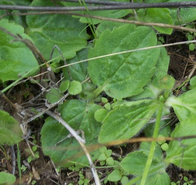 Ranunculus bullatus,
Autumn Buttercup,
Ranuncolo rosulato