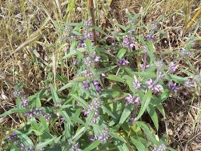Phlomis herba-venti,
Salvione roseo