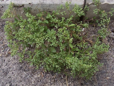 Polycarpon tetraphyllum,
Four Leaved Allseed,
fourleaf manyseed,
Migliarina a 4 foglie,
polycarpe à 4 feuilles,
Vierblättriges Nagelkraut