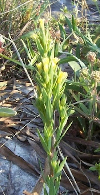 Polygala flavescens,
Poligala gialla