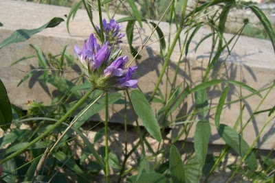 Psoralea bituminosa,
Arabian scurf-pea,
Trifoglio bituminoso