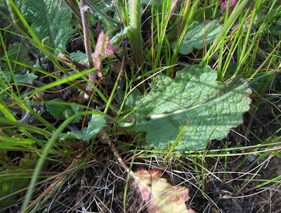 Salvia verbenaca,
Eisenkraut-Salbei,
Salvia minore,
vervain sage,
wild clary,
wild sage