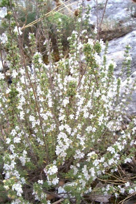 Satureja cuneifolia,
Santoreggia pugliese