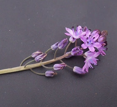 Scilla autumnalis,
autumn squill,
Scilla autunnale,
starry-hyacinth