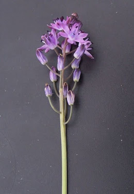 Scilla autumnalis,
autumn squill,
Scilla autunnale,
starry-hyacinth