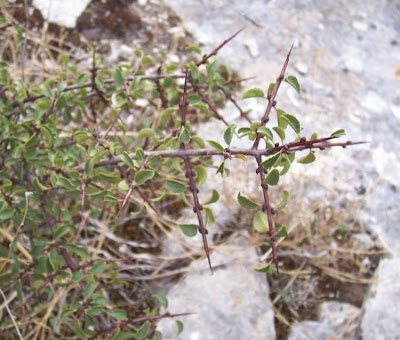 Rhamnus saxatilis,
Licio italiano,
Prunello,
Ranno spinello,
rock buckthorn