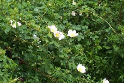 Rosa canina,
common briar,
dog rose,
dogbrier,
eglantier commun,
hondsroos,
Hunds-Rose,
Rosa selvatica comune,
rosier des chiens,
Wild Briar