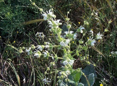 Salvia argentea,
Salvia argentea,
silver sage