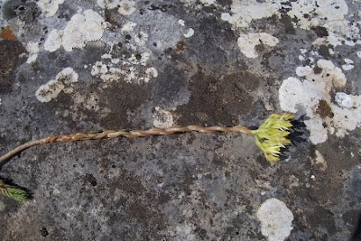 Sedum anopetalum,
Borracina biancastra