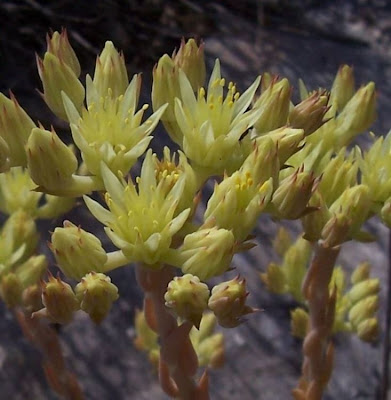 Sedum anopetalum,
Borracina biancastra