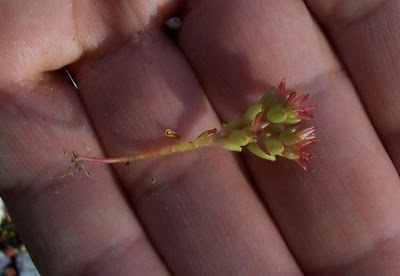 Sedum caespitosum,
Borracina cespugliosa,
Broad Leaved Stonecrop
