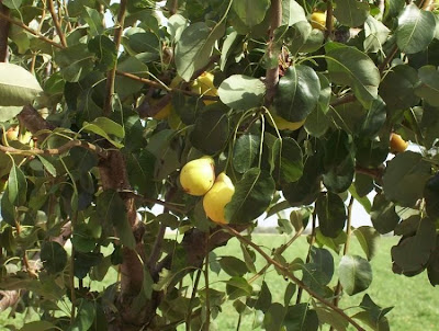 Pyrus communis,
Birnbaum,
Birne,
Birnenbaum,
common pear,
pear,
pera,
peral,
pereira,
pero,
Pero comune,
poirier,
seiyo-nashi,
xi yang li