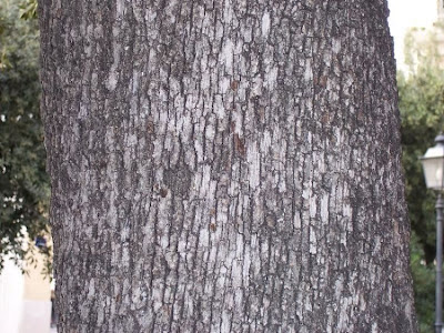 Quercus ilex,
chêne vert,
Elce,
encina,
evergreen oak,
holly oak,
holm oak,
Ilici,
Leccio