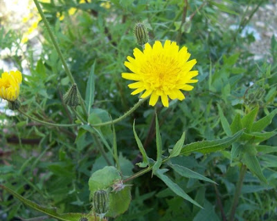 Sonchus tenerrimus,
cerraja menuda,
Fiedrige Gänsedistel,
Grespino sfrangiato,
laiteron délicat,
serralha,
Slender Sow Thistle,
slender sowthistle