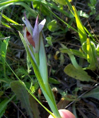 Serapias parviflora,
Serapide minore,
Small Flowered Tongue Orchid