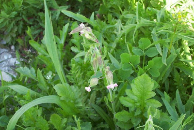 Silene conica,
sand catchfly,
Silene conica,
Striated Catchfly,
striped corn catchfly