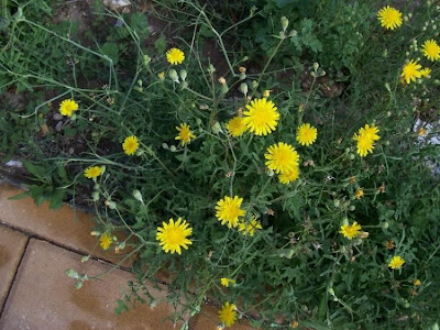 Sonchus tenerrimus,
cerraja menuda,
Fiedrige Gänsedistel,
Grespino sfrangiato,
laiteron délicat,
serralha,
Slender Sow Thistle,
slender sowthistle