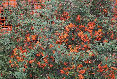 Pyracantha coccinea,
Agazzino,
buisson ardent,
firethorn,
pyracanth,
scarlet firethorn