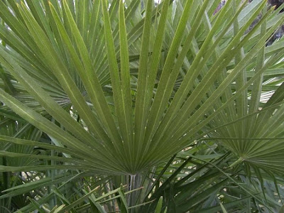 Chamaerops humilis,
dwarf fan palm,
European fan palm,
Palma di S.Pietro,
Palma nana,
palmeira-anã,
palmeira-vassoureira,
palmera enana,
palmier nain,
palmito,
Zwergpalme