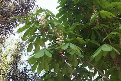 Aesculus hippocastanum,
castaño de Indias,
Common Horse Chestnut,
horse chestnut,
horse-chestnut,
Horsechestnut,
Ippocastano,
marronnier,
Roßkastanie