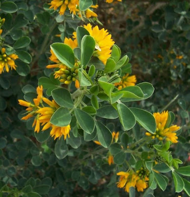 Medicago arborea,
alfalfa arbórea,
alfalfa-gigante,
amourette jaune,
Baumschneckenklee,
Erba medica arborea: Ginestrone,
luzerne arborescente,
moon trefoil,
tree medic,
Tree Medick